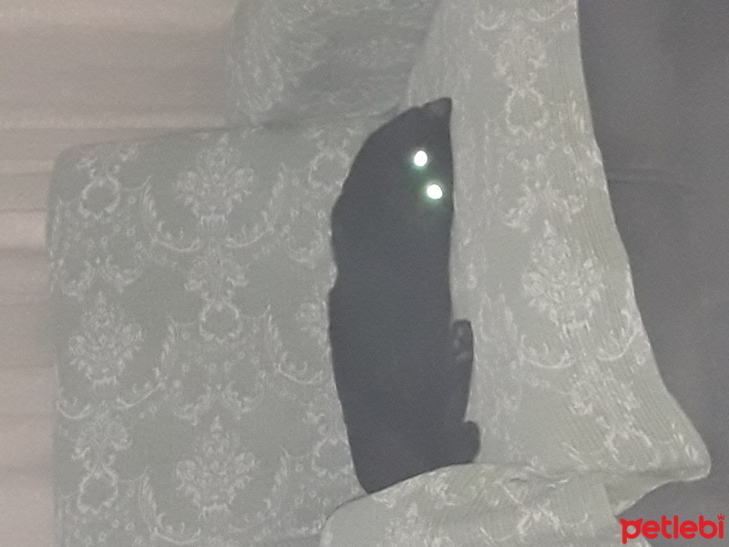Bombay, Kedi  Gece fotoğrafı