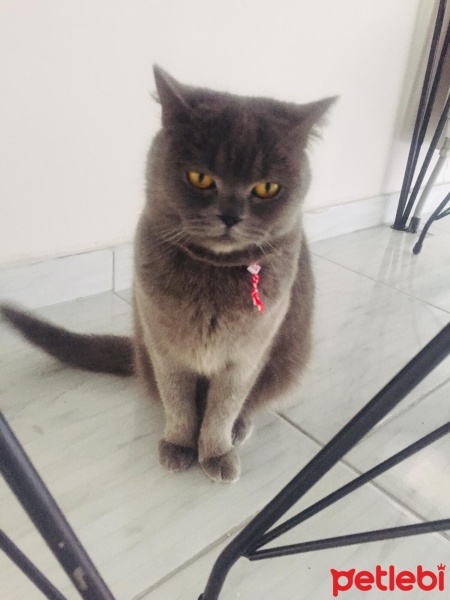 British Shorthair, Kedi  Küllük fotoğrafı