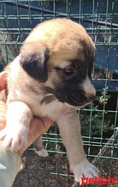 Kangal, Köpek  Adıyok fotoğrafı
