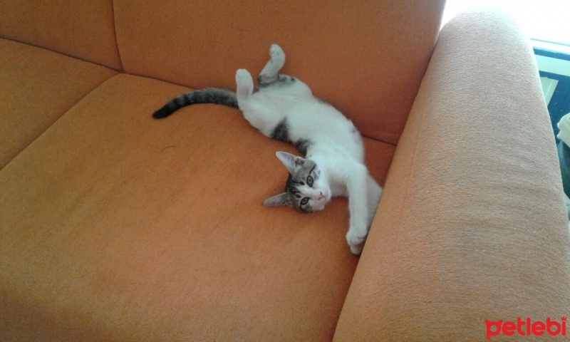 Tekir Kedi, Kedi  bıdık fotoğrafı