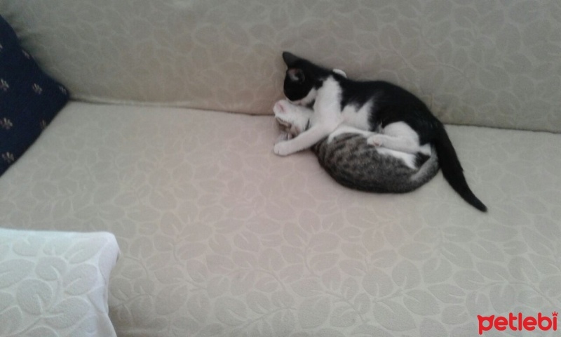 Tekir Kedi, Kedi  bıdık fotoğrafı