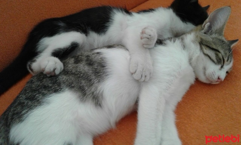Tekir Kedi, Kedi  bıdık fotoğrafı