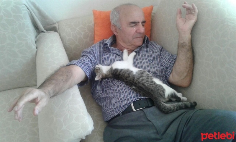 Tekir Kedi, Kedi  bıdık fotoğrafı