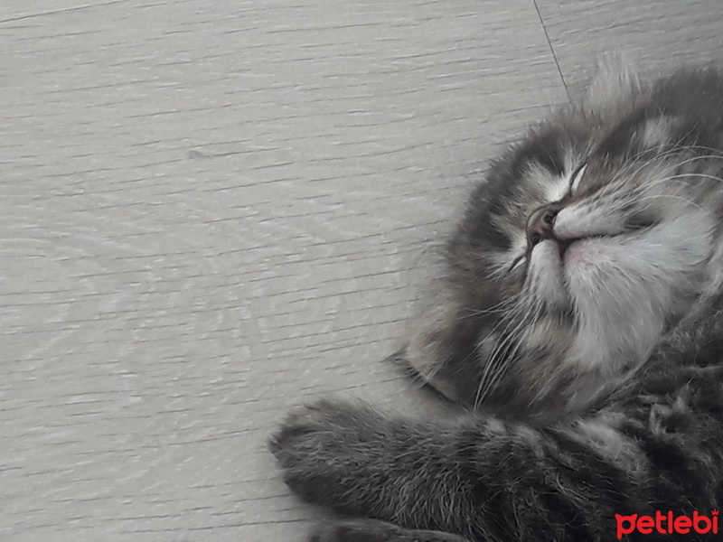 British Shorthair, Kedi  Kömür fotoğrafı