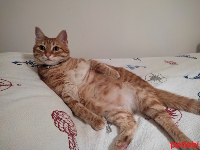 Sarman, Kedi  Balim fotoğrafı
