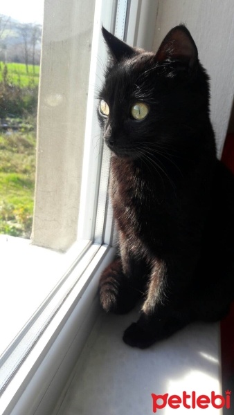 Bombay, Kedi  Blake fotoğrafı