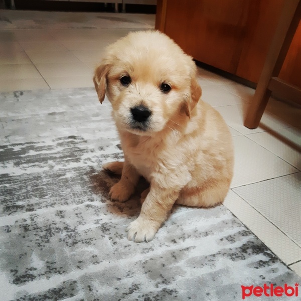 Golden Retriever, Köpek  ROYAL fotoğrafı