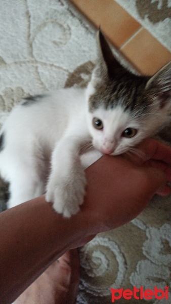 Tekir Kedi, Kedi  Boncuk fotoğrafı