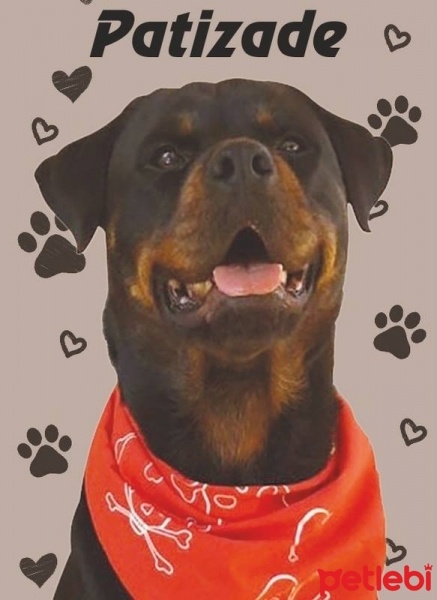 Rottweiler, Köpek  GECE fotoğrafı