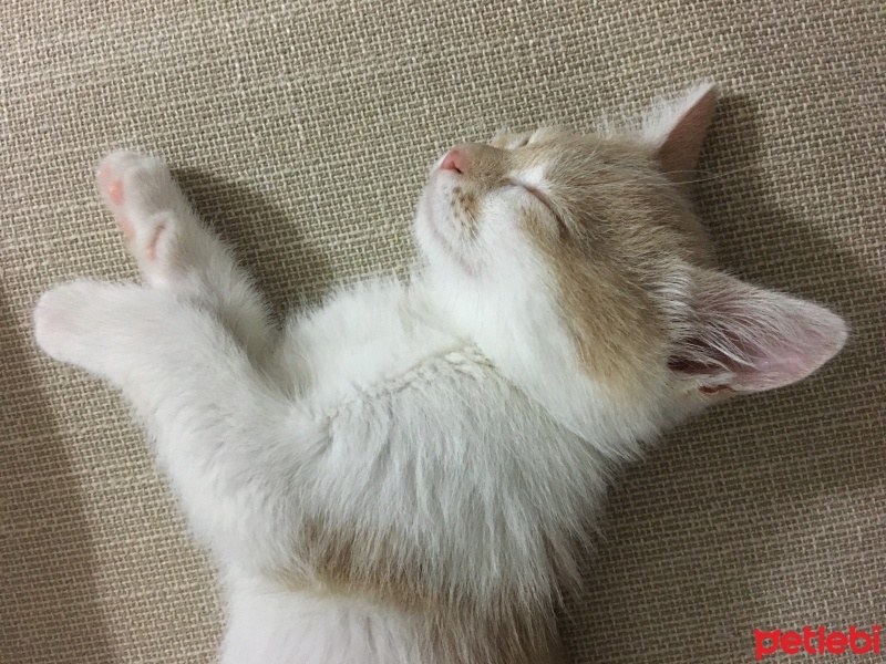 Sarman, Kedi  Limon fotoğrafı