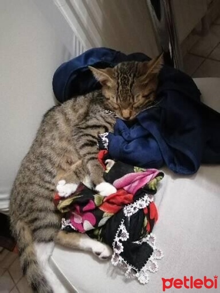 Tekir Kedi, Kedi  YUMAK fotoğrafı