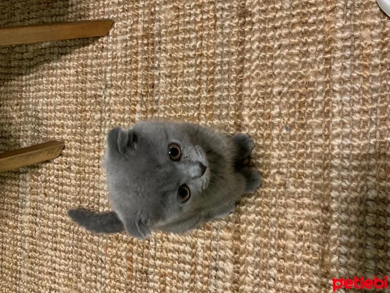 Scottish Fold, Kedi  Zeytin fotoğrafı