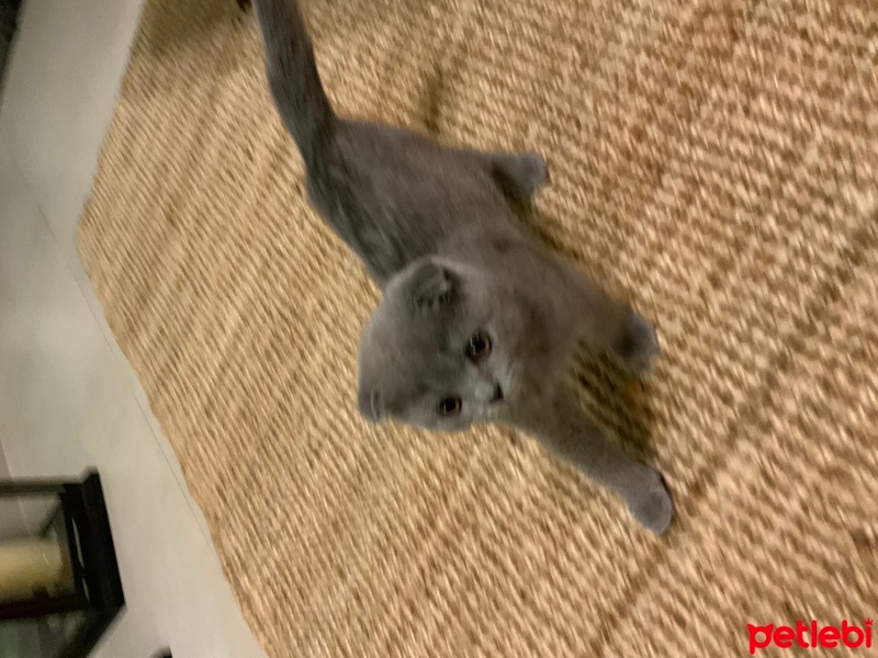 Scottish Fold, Kedi  Zeytin fotoğrafı