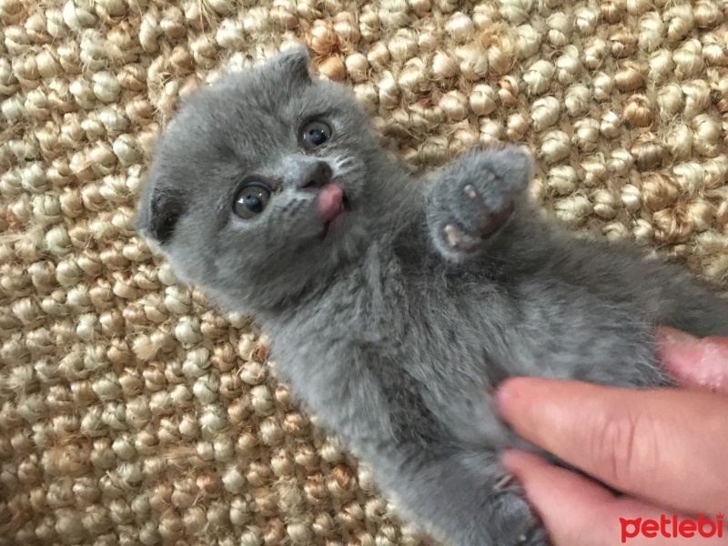 Scottish Fold, Kedi  Zeytin fotoğrafı