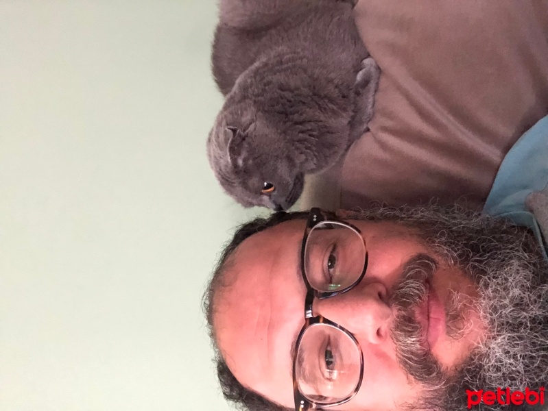 Scottish Fold, Kedi  Zeytin fotoğrafı