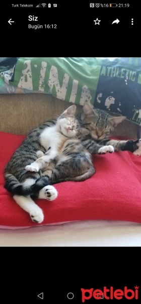 Tekir Kedi, Kedi  ZİLLİ fotoğrafı