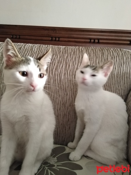 Tekir Kedi, Kedi  Ares ve zeus fotoğrafı