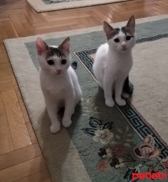 Tekir Kedi, Kedi  Ares ve zeus fotoğrafı