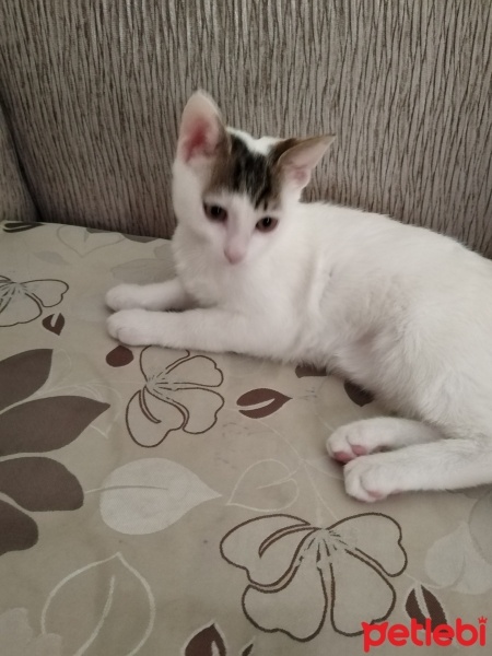 Tekir Kedi, Kedi  Ares ve zeus fotoğrafı