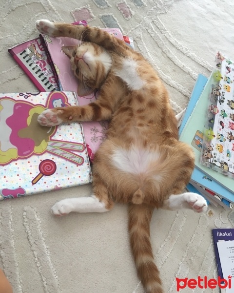 Tekir Kedi, Kedi  Leo Taralai fotoğrafı