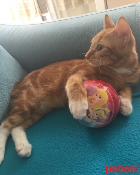 Tekir Kedi, Kedi  Leo Taralai fotoğrafı