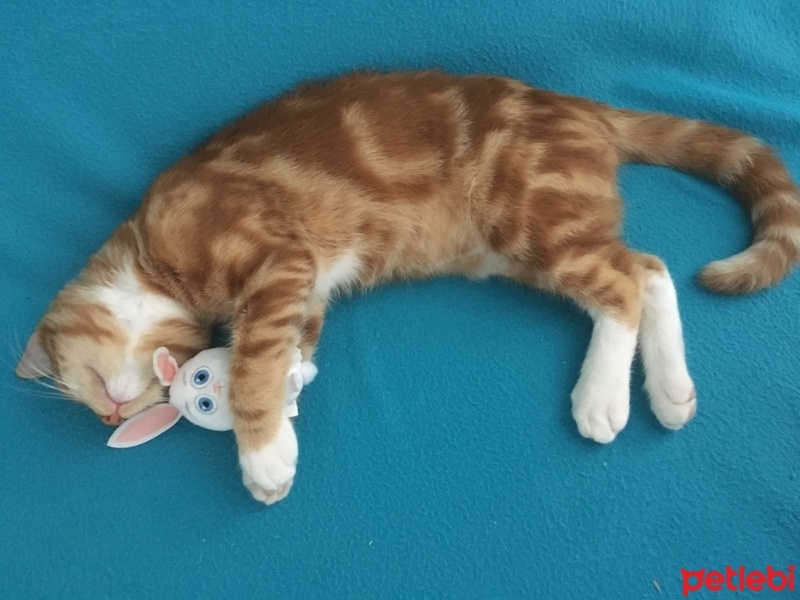 Tekir Kedi, Kedi  Leo Taralai fotoğrafı