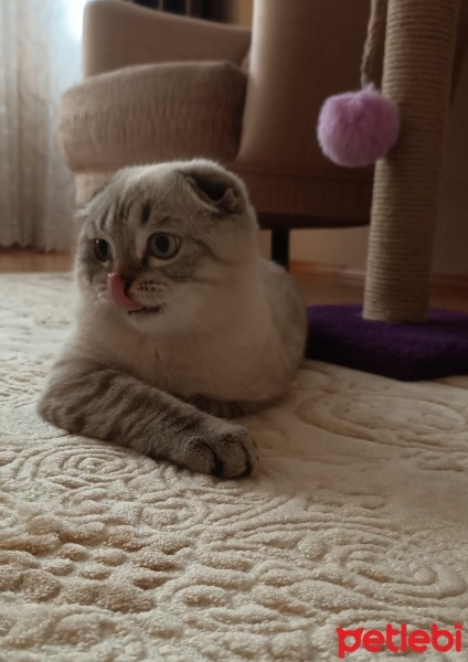 Scottish Fold, Kedi  Mavi fotoğrafı
