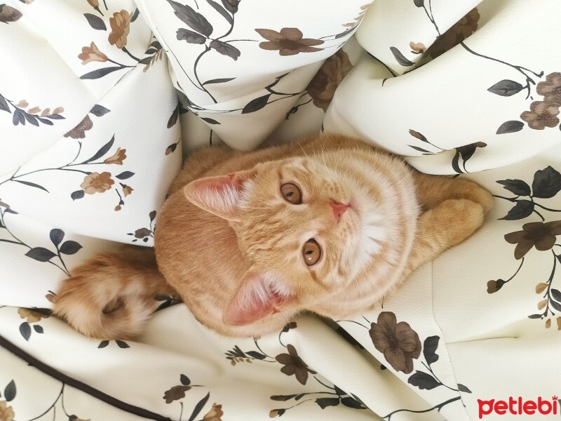 Sarman, Kedi  Prenses fotoğrafı