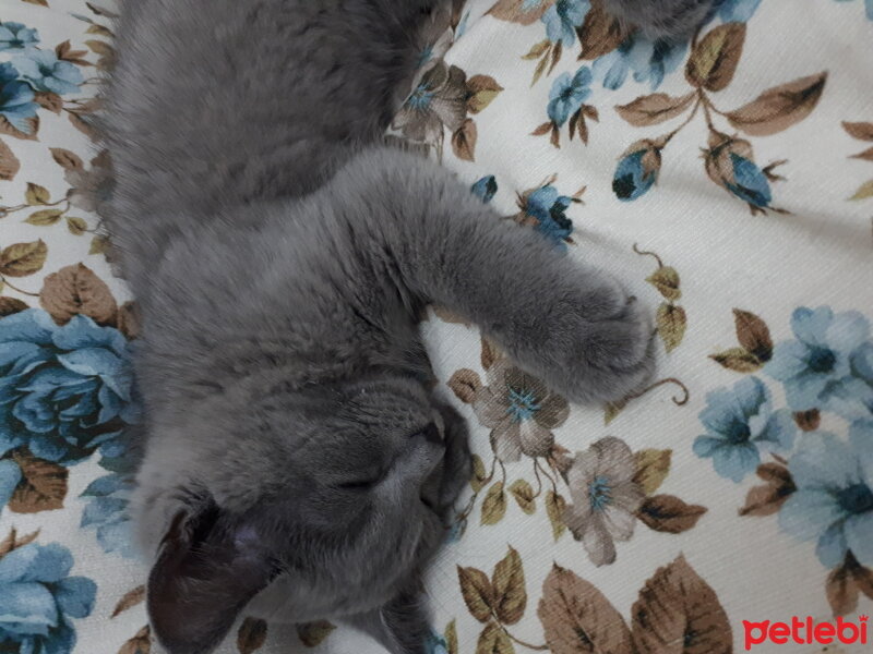 British Shorthair, Kedi  Paşa fotoğrafı