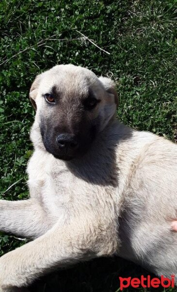 Kangal, Köpek  Barak fotoğrafı