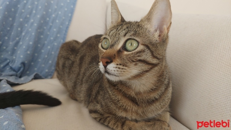 Tekir Kedi, Kedi  Nadia fotoğrafı