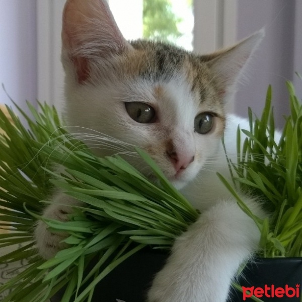 Tekir Kedi, Kedi  boncuk fotoğrafı