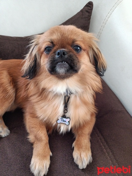 Pekingese, Köpek  Paşa fotoğrafı