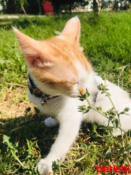 Sarman, Kedi  Badem fotoğrafı