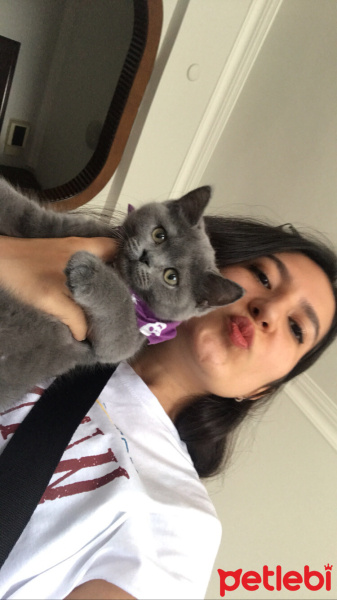 British Shorthair, Kedi  Yumak fotoğrafı