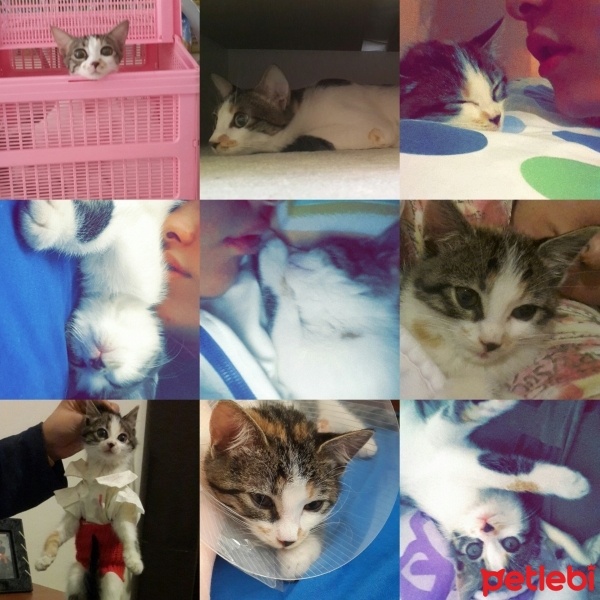 Tekir Kedi, Kedi  Leyla  fotoğrafı