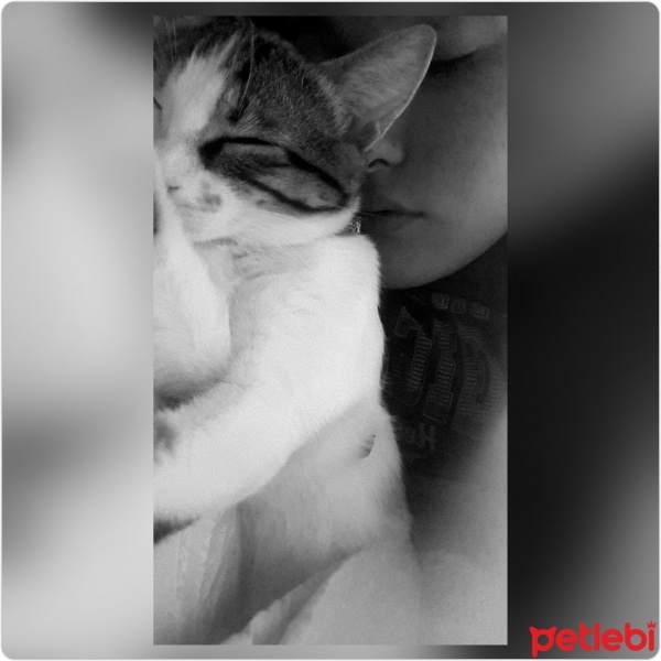 Tekir Kedi, Kedi  Leyla  fotoğrafı
