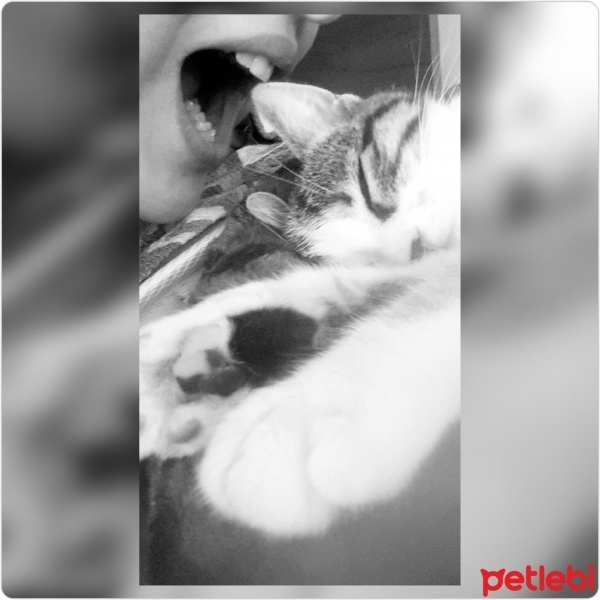 Tekir Kedi, Kedi  Leyla  fotoğrafı
