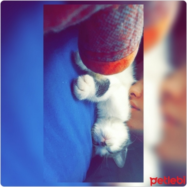 Tekir Kedi, Kedi  Leyla  fotoğrafı