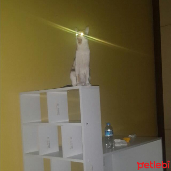 Tekir Kedi, Kedi  Leyla  fotoğrafı