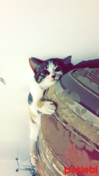 Tekir Kedi, Kedi  Leyla  fotoğrafı