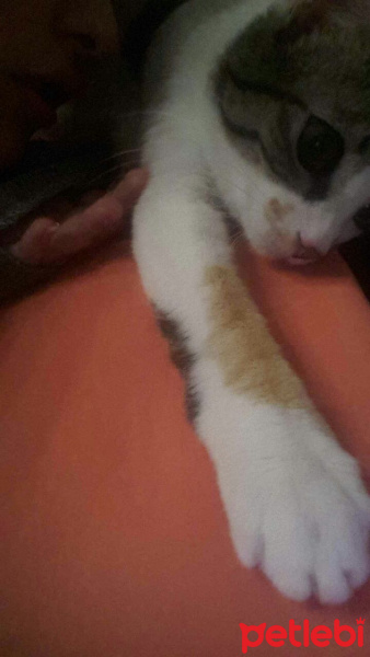 Tekir Kedi, Kedi  Leyla  fotoğrafı