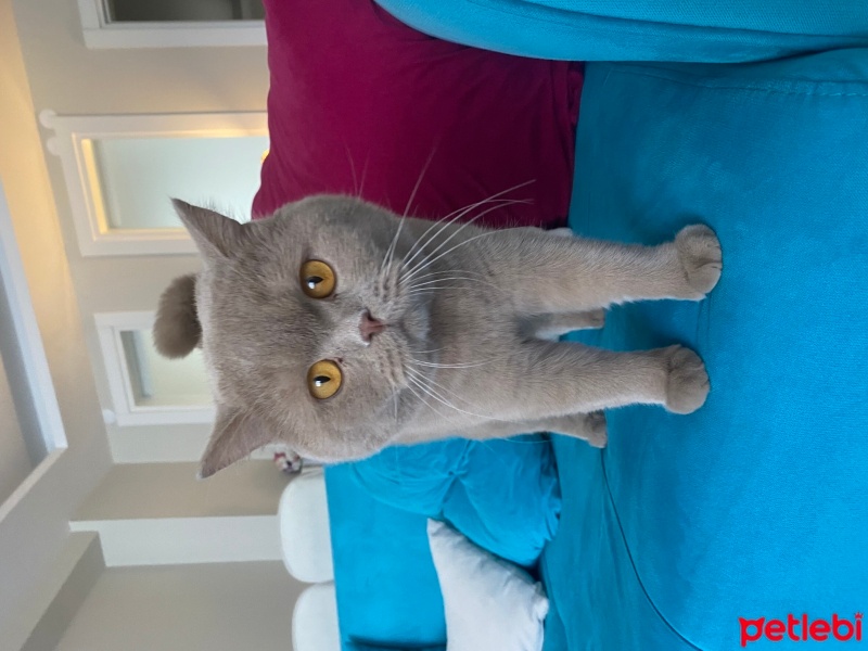 British Shorthair, Kedi  Şubat fotoğrafı