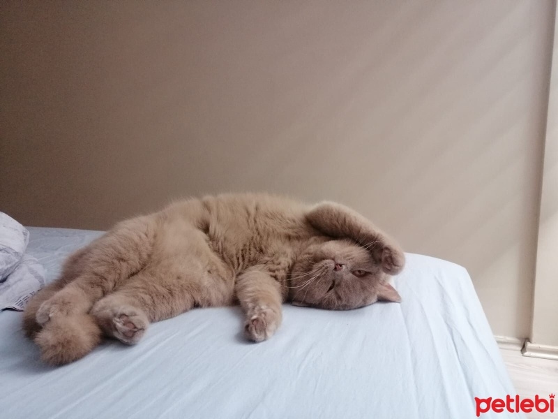 British Shorthair, Kedi  Şubat fotoğrafı