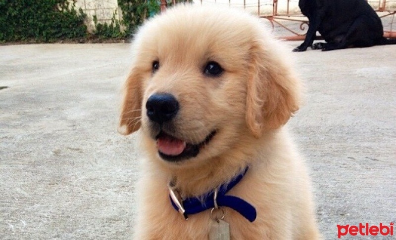 Golden Retriever, Köpek  şef fotoğrafı