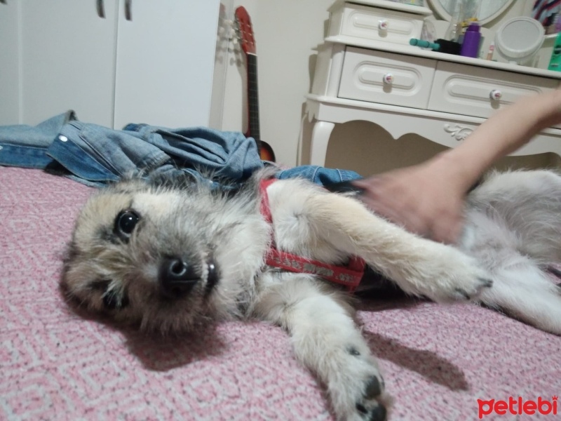 Yorkshire Terrier, Köpek  Linda fotoğrafı
