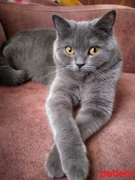British Shorthair, Kedi  Luna fotoğrafı