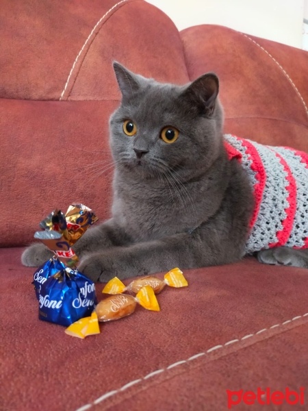British Shorthair, Kedi  Luna fotoğrafı