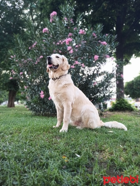 Golden Retriever, Köpek  Pars fotoğrafı