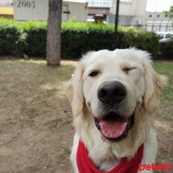 Golden Retriever, Köpek  Pars fotoğrafı